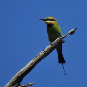 Merops ornatus at Booth, ACT - 3 Nov 2020