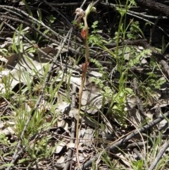 Oligochaetochilus hamatus (Southern Hooked Rustyhood) at Booth, ACT - 3 Nov 2020 by KMcCue