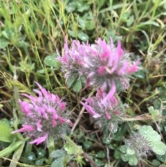 Trifolium hirtum (Rose Clover) at Molonglo Valley, ACT - 5 Nov 2020 by walter