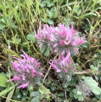 Trifolium hirtum (Rose Clover) at National Arboretum Forests - 4 Nov 2020 by walter