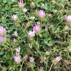 Trifolium resupinatum (Persian Clover, Shaftal Clover) at National Arboretum Forests - 4 Nov 2020 by walter