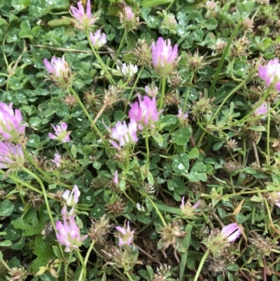 Trifolium resupinatum (Persian Clover, Shaftal Clover) at Molonglo Valley, ACT - 5 Nov 2020 by walter