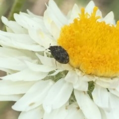 Dermestidae sp. (family) (Dermestid, carpet or hide beetles) at Aranda, ACT - 23 Oct 2020 by Jubeyjubes