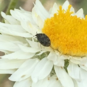 Dermestidae sp. (family) at Aranda, ACT - 23 Oct 2020