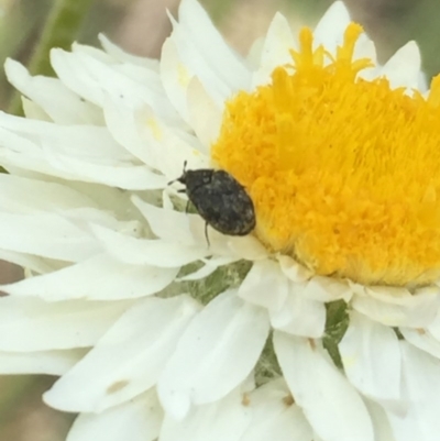 Dermestidae sp. (family) (Dermestid, carpet or hide beetles) at Aranda, ACT - 23 Oct 2020 by Jubeyjubes
