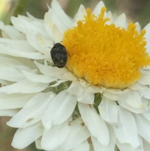 Dermestidae sp. (family) at Aranda, ACT - 23 Oct 2020