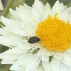 Dermestidae sp. (family) at Aranda, ACT - 23 Oct 2020