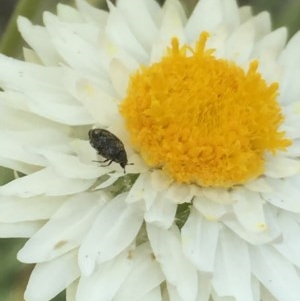 Dermestidae sp. (family) at Aranda, ACT - 23 Oct 2020