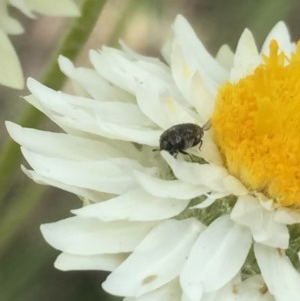 Dermestidae sp. (family) at Aranda, ACT - 23 Oct 2020