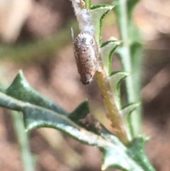 Fulgoroidea (superfamily) (Unidentified fulgoroid planthopper) at Aranda, ACT - 28 Oct 2020 by Jubeyjubes