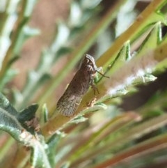 Fulgoroidea sp. (superfamily) at Aranda, ACT - 28 Oct 2020