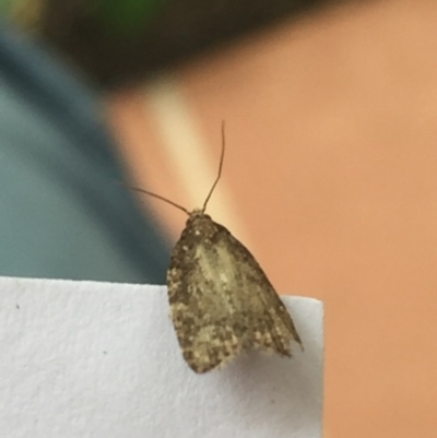 Tortricinae (subfamily) (A tortrix moth) at Aranda, ACT - 27 Oct 2020 by Jubeyjubes