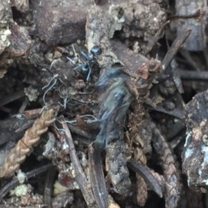 Iridomyrmex sp. (genus) at Aranda, ACT - 30 Oct 2020