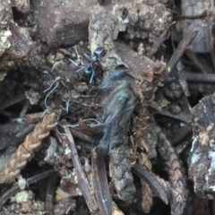 Iridomyrmex sp. (genus) (Ant) at Aranda, ACT - 30 Oct 2020 by Jubeyjubes