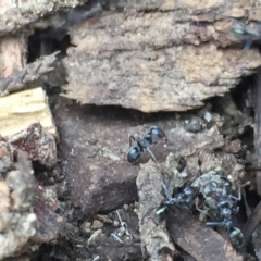 Iridomyrmex sp. (genus) at Aranda, ACT - 30 Oct 2020
