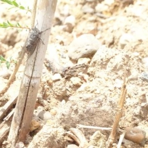 Atrapsalta furcilla at Aranda, ACT - 2 Nov 2020