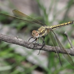 Orthetrum caledonicum (Blue Skimmer) at Acton, ACT - 4 Nov 2020 by TimL