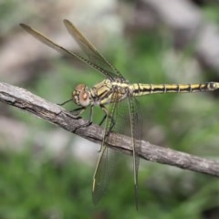 Orthetrum caledonicum at Acton, ACT - 4 Nov 2020