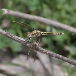 Orthetrum caledonicum at Acton, ACT - 4 Nov 2020