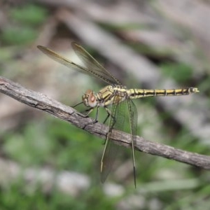 Orthetrum caledonicum at Acton, ACT - 4 Nov 2020