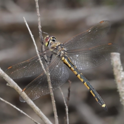 Hemicordulia tau (Tau Emerald) at Downer, ACT - 4 Nov 2020 by TimL