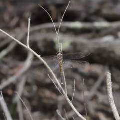 Hemicordulia tau at Downer, ACT - 4 Nov 2020