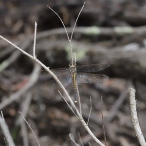 Hemicordulia tau at Downer, ACT - 4 Nov 2020 11:32 AM