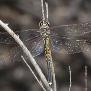 Hemicordulia tau at Downer, ACT - 4 Nov 2020