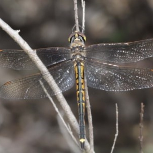 Hemicordulia tau at Downer, ACT - 4 Nov 2020