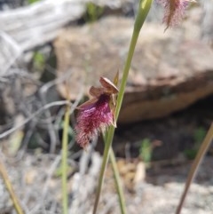 Calochilus platychilus (Purple Beard Orchid) at Tennent, ACT - 4 Nov 2020 by nathkay