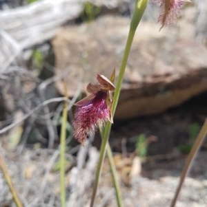 Calochilus platychilus at Tennent, ACT - suppressed