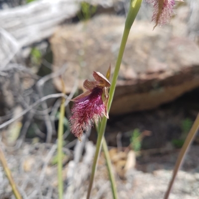 Calochilus platychilus (Purple Beard Orchid) at Tennent, ACT - 4 Nov 2020 by nathkay