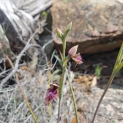 Calochilus platychilus at Tennent, ACT - suppressed