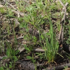 Arthropodium minus (Small Vanilla Lily) at Gungaderra Grasslands - 5 Oct 2020 by michaelb