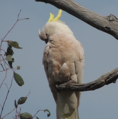 Cacatua galerita (Sulphur-crested Cockatoo) at Gungaderra Grasslands - 5 Oct 2020 by michaelb