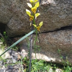 Diuris sulphurea (Tiger Orchid) at Tennent, ACT - 4 Nov 2020 by nath_kay