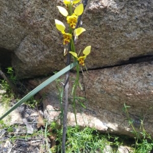 Diuris sulphurea at Tennent, ACT - suppressed