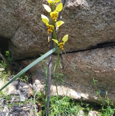 Diuris sulphurea (Tiger Orchid) at Tennent, ACT - 4 Nov 2020 by nathkay