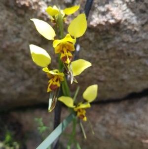 Diuris sulphurea at Tennent, ACT - suppressed