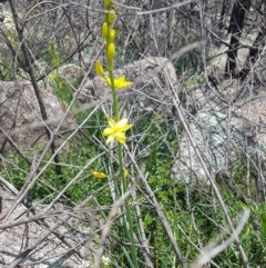 Bulbine glauca (Rock Lily) at Tennent, ACT - 4 Nov 2020 by nathkay