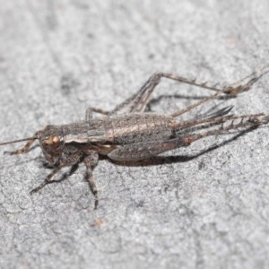 Eurepa marginipennis at Downer, ACT - 4 Nov 2020