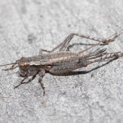 Eurepa marginipennis (Mottled bush cricket) at ANBG - 3 Nov 2020 by TimL