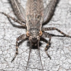 Eurepa marginipennis at Downer, ACT - 4 Nov 2020