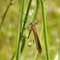 Harpobittacus australis (Hangingfly) at Symonston, ACT - 3 Nov 2020 by JohnBundock