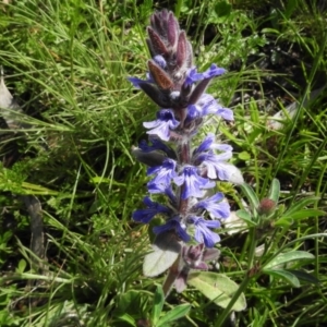 Ajuga australis at Rendezvous Creek, ACT - 4 Nov 2020 02:58 PM