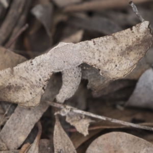 Circopetes obtusata at Scullin, ACT - 4 Nov 2020