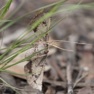 Circopetes obtusata at Scullin, ACT - 4 Nov 2020