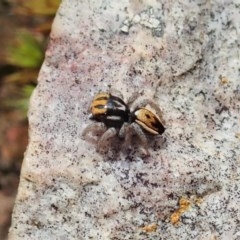 Maratus purcellae (Purcell's peacock spider) at Mount Painter - 4 Nov 2020 by CathB