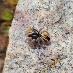 Maratus purcellae at Cook, ACT - 4 Nov 2020