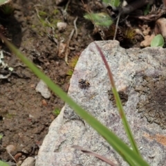 Maratus purcellae at Cook, ACT - 4 Nov 2020